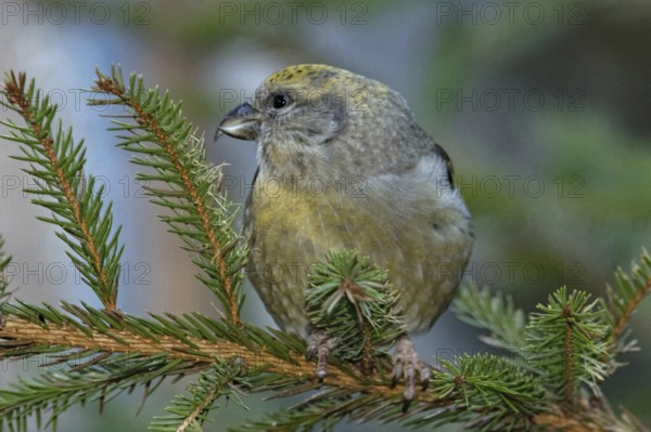 Common crossbill (Loxia curvirostra), female