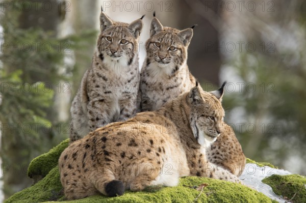 Eurasian lynx (Lynx lynx) and cubs