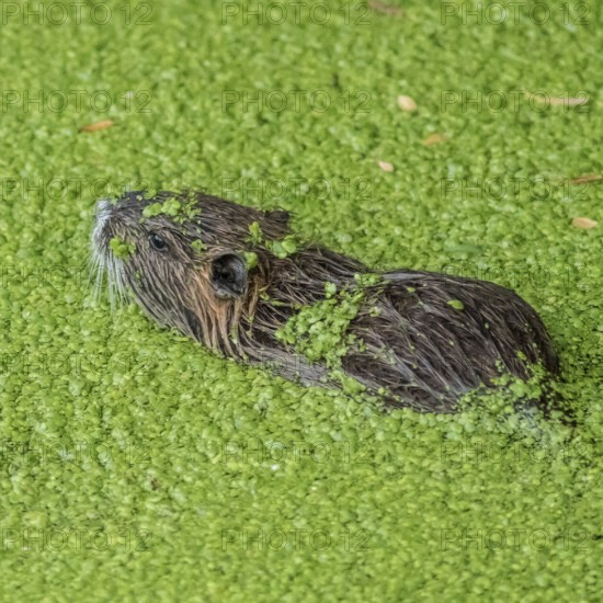 Nature reserve (Myocastor coypus) Südliche Leineaue, Hannover, Germany, Europe