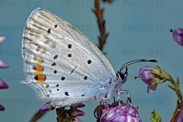 Short tailed blue Cupid (Cupido argiades)