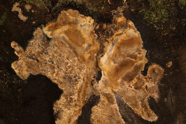 Fragrant Fire Sponge (Phellinus pouzarii)