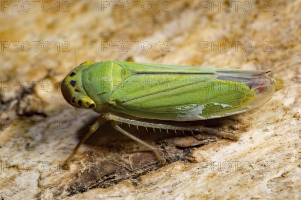 Green leafhopper (Cicadella viridis), Sippenauer Moor, Bavaria (Tettigella viridis), Germany, Europe