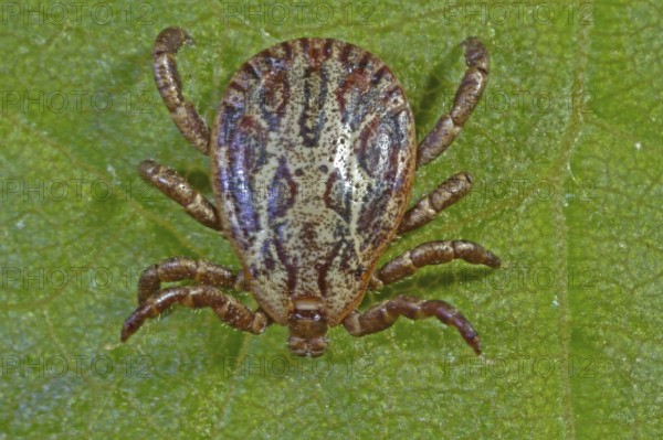 Marsh tick (Dermacentor reticulatus), male