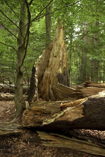 Primeval Forest Watzlik-Hain, Bavarian Forest