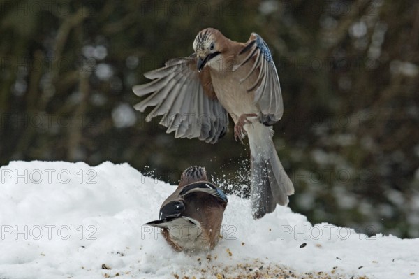 Eurasian jay (Garrulus glandarius)