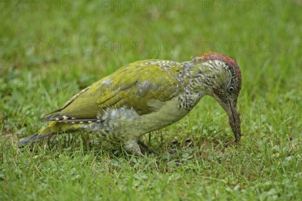European green woodpecker (Picus viridis), young male