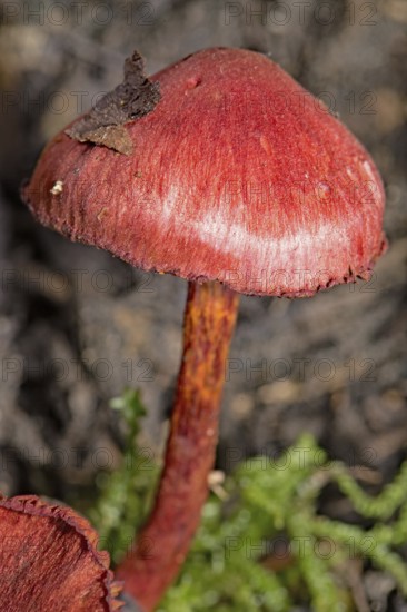 Blood red redcap (Cortinarius sanguineus)
