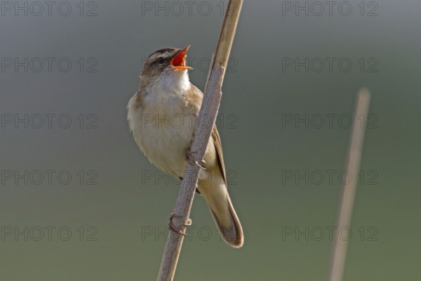 Sedge warbler (Acrocephalus schoenobaenus)