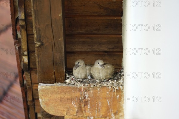 Pigeons, young birds in nest, pigeon nest on farmhouse, Bavaria, Germany, Europe