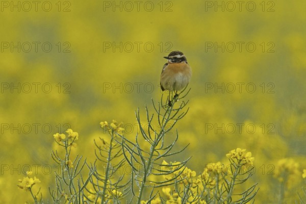 Whinchat (Saxicola rubetra)
