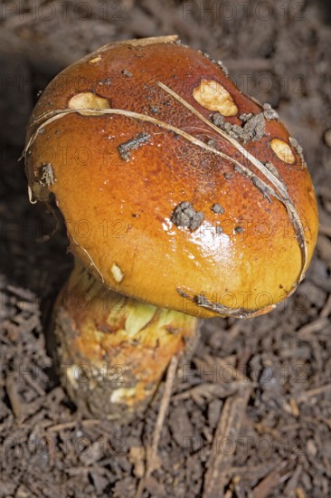 Stinking slimehead (Cortinarius mussivus)
