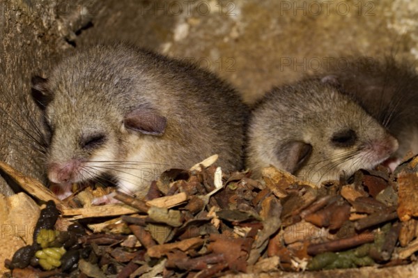 Edible dormouse (Glis glis), youngs in bird nesting box