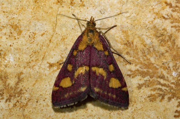 Mint moth (Pyrausta aurata), stone slab, trace fossils