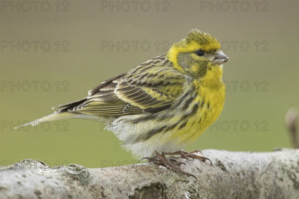 Serin (Serinus serinus), male