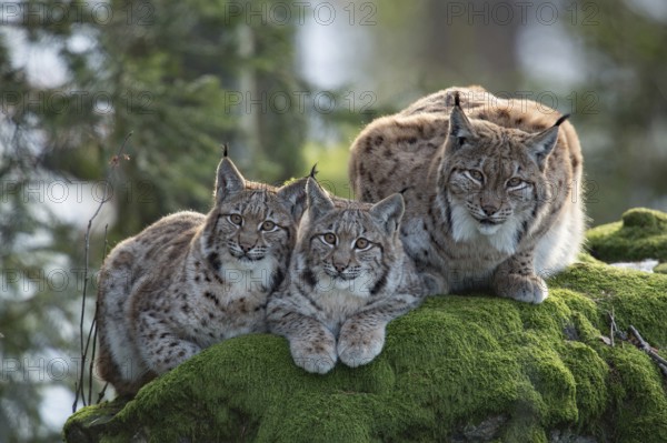 Eurasian lynx (Lynx lynx) and cubs