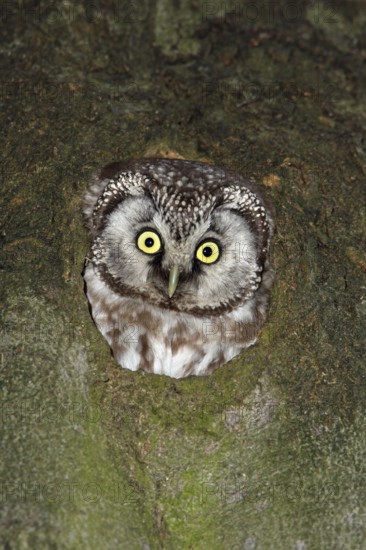 Tengmalm's Owl (Aegolius funereus), Lower Saxony, Germany, Europe