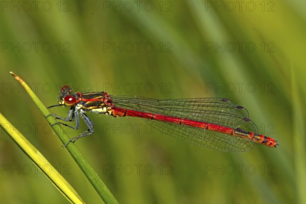 Large blue-tailed damselfly (Pyrrhosoma nymphula)