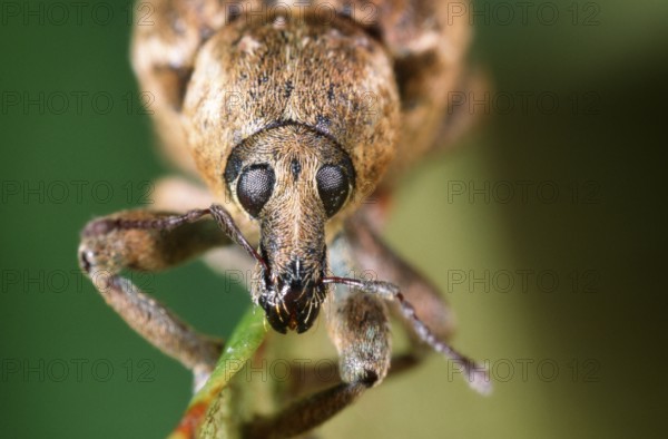 Weevil, weevil