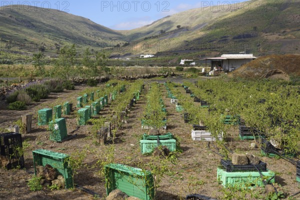 Drip irrigation and windbreak, vegetable field cultivation, pepperoni, near Haria, Lanzarote, Canary Islands, Spain, Europe