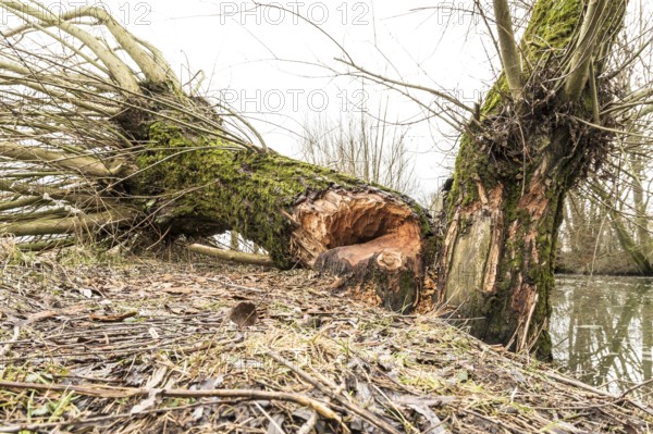 NSG Südliche Leineaue, Laatzen, trees felled by beaver (Castor fiber)