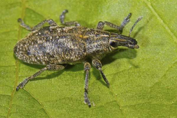Sluggish weevil (Cleonis pigra)