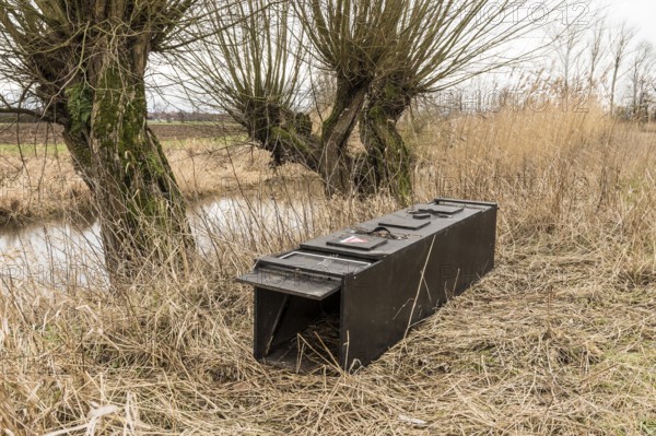 NSG Südliche Leineaue, Laatzen, live trap for catching nutrias (Myocastor coypus) on the bank of the Alte Leine
