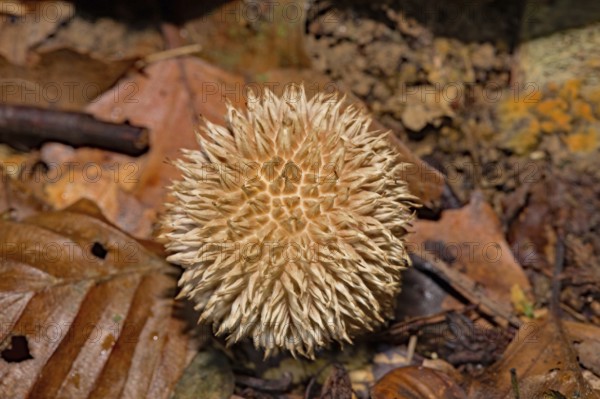 Spiny puffball (Lycoperdon echinatum)
