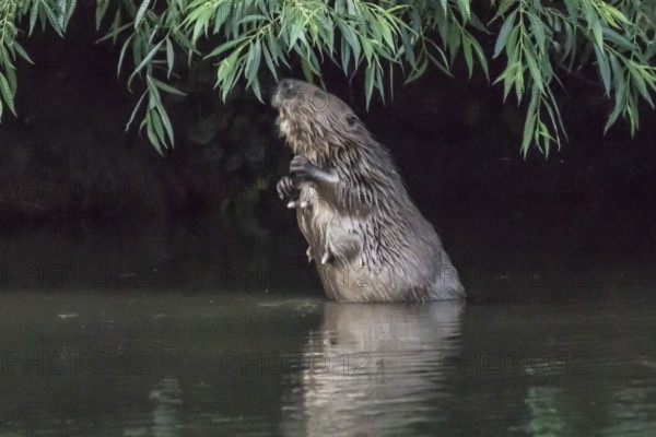 Female beaver (Castor fiber) eats willow leaves, Hannover, Ihme Umfluter Schneller Graben, Lower Saxony, Germany, Europe