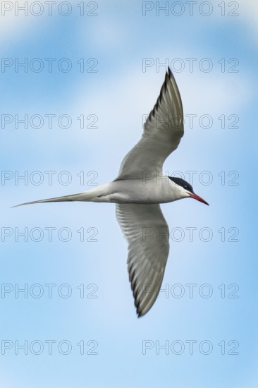 Arctic tern (Sterna paradisaea), Germany, Schleswig-Holstein, Holstein Switzerland nature park Park, Europe