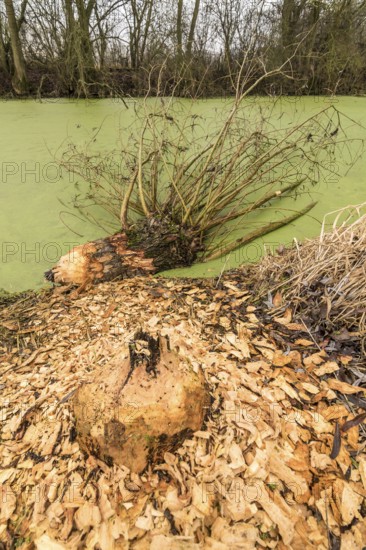 NSG Südliche Leineaue, Laatzen, trees felled by beaver (Castor fiber)