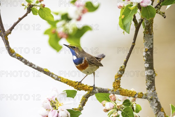 Bluethroat (Luscinia svecica cyanecula) ml Germany