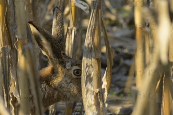 European hare (Lepus europaeus), portrait, field, Lower Austria