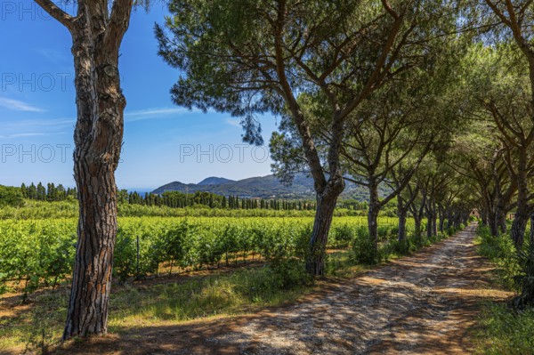Pine avenue on the road from Porto Azzurro to Portoferraio, Elba Island, Tuscan Archipelago National Park, Tuscany, Italy, Europe