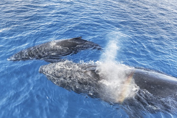 A Humpback Whales family surfacing and exhaling, Hervey Bay, Queensland, Australia, Oceania