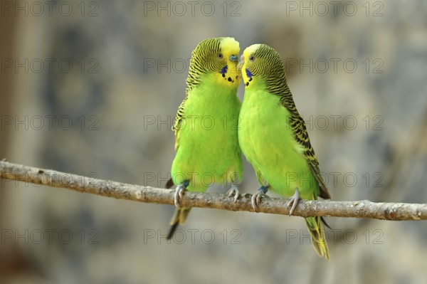 Budgerigar (Melopsittacus undulatus), adult, natural colours, pair on a branch, social behaviour, captive, occurrence in Australia, Hesse, Germany, Europe