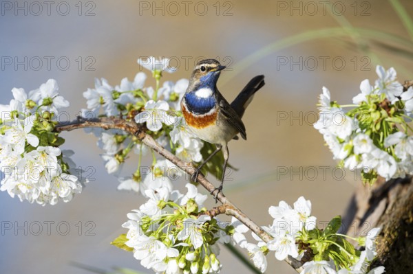 Bluethroat (Luscinia svecica cyanecula) ml Germany