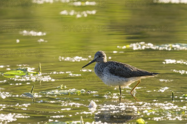 Greenshank (Tringa nebularia), walking, water, backlight, Lower Austria