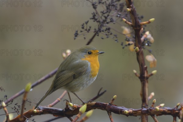 Robin (Erithacus rubecula), branch, bushes, Lower Austria