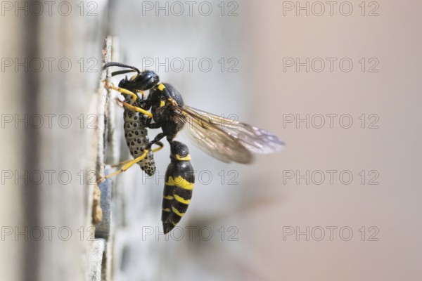 Large stem wasp (Symmorphus murarius) with a preyed leaf beetle larva (Chrysomelidae) in front of its nest tube, Hesse, Germany, Europe