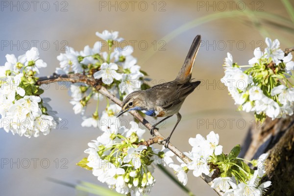 Bluethroat (Luscinia svecica cyanecula) ml Germany