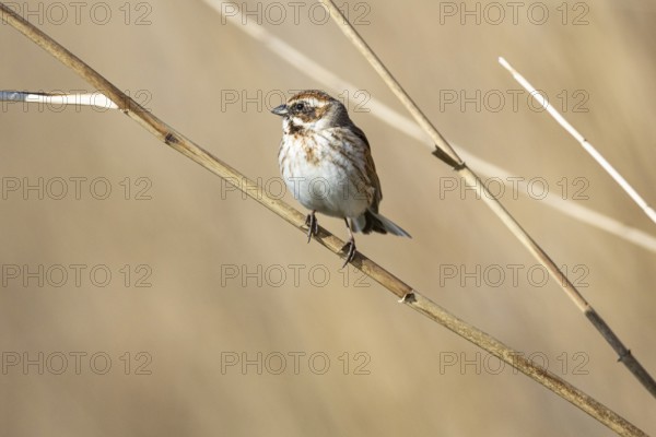 Reed bunting (Emberiza schoeniclus) wbl Germany