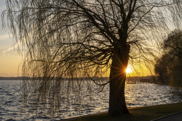Sunset at the Müritz, willow tree with sun star, Waren, Müritz, Mecklenburg Lake District, Mecklenburg, Mecklenburg-Vorpommern, Germany, Europe