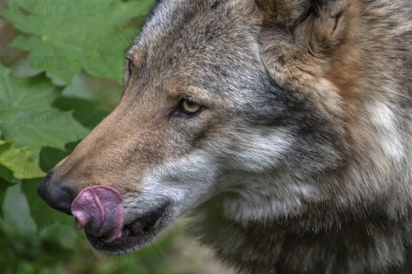 Portrait of wolf (Lupus), wildlife park, Bavaria, Germany, Europe