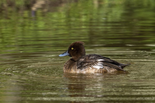 Tufted duck, tufted pochard (Aythya fuligula, Anas fuligula) adult female swimming in pond in spring