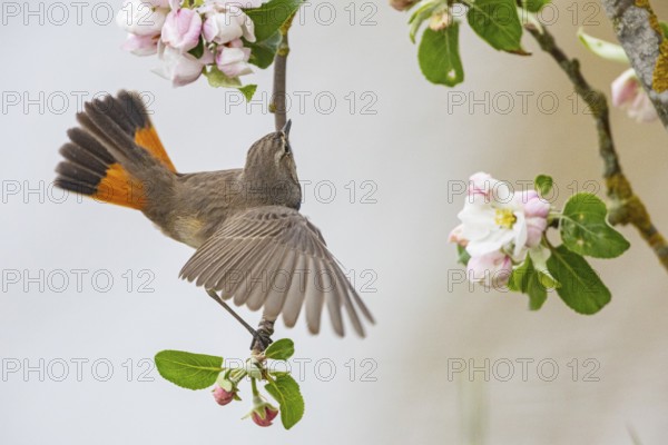 Bluethroat (Luscinia svecica cyanecula) ml Germany