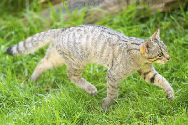 European wildcat (Felis silvestris silvestris) on a meadow, Hesse, Germany, Europe