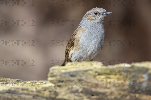 Dunnock (Prunella modularis) Germany