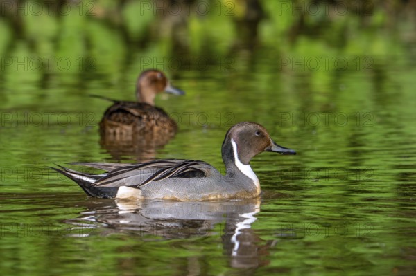 Northern pintail (Anas acuta) male and female swimming in pond in spring