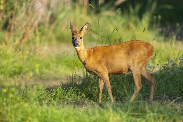 Roe deer (Capreolus capreolus) standing on a meadow, Hesse, Germany, Europe