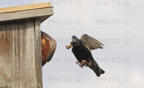 Starling (Sturnus vulgaris) flies to the nesting box in the garden with food in its beak, Allgäu, Bavaria, Germany, Allgäu, Bavaria, Germany, Europe